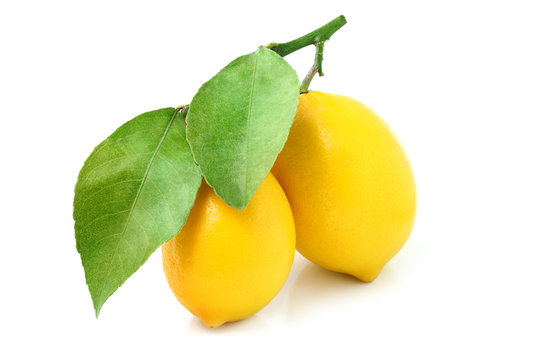 Two lemons on a branch isolated.