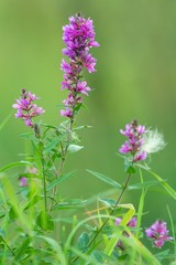 Gewöhnlicher Blutweiderich / Lythrum salicaria