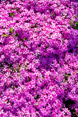 &nbsp;Цветочный фон