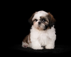 Shih-Tzu en studio