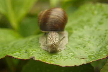 Curious snail in the garden on green leaf
