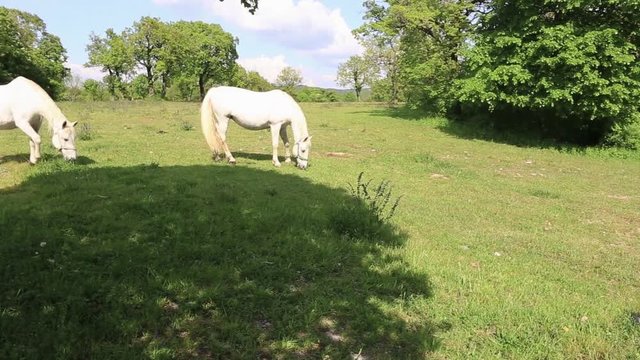 LIPIZZAN HORSES GRAZING IN A MEADOW