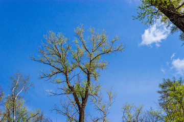 sky and spring poplar