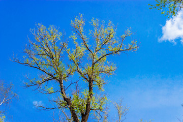sky and spring poplar