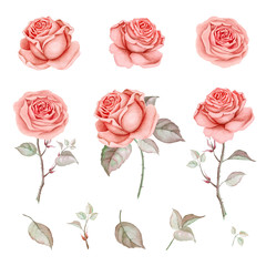 Watercolor set  of red roses