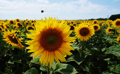 Sonnenblume und Hummel