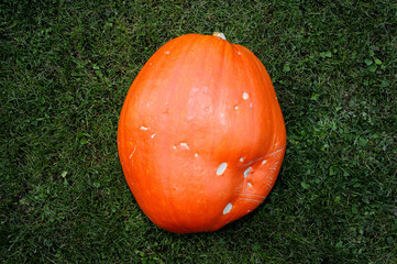 Orange ripe pumpkin on a grass in a garden

