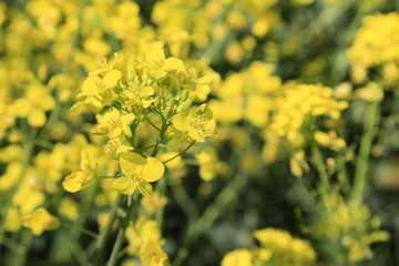 Umweltschutz und alternative Energiegewinnung: Feld mit Raps zur Biogas Diesel Gewinnung
