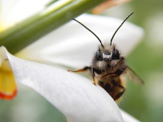 little bug standing on a white flower