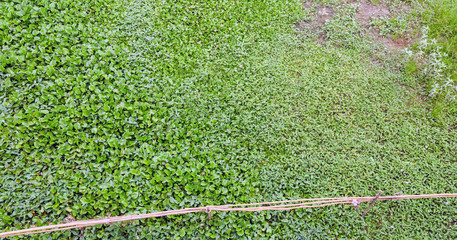 water hyacinth in the river, eichhornia crassipes