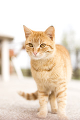 Obraz premium Cat portrait