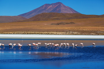 Flamingo in Bolivia