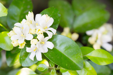 Orange Jessamine,Murraya paniculata