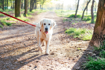 beautiful labrador dog walking in park