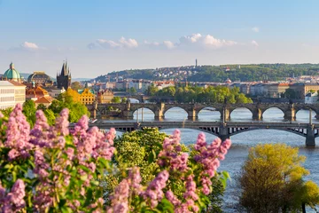 Foto op Canvas De bloeiende struik van sering tegen de rivier de Moldau en de Karelsbrug, Prague © daliu