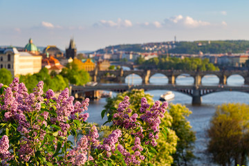 Fototapeta na wymiar The blooming bush of lilac against Vltava river and Charles bridge, Prague