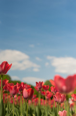 Group of red tulips in the park agains clouds. Spring blurred background postcard. copyspace