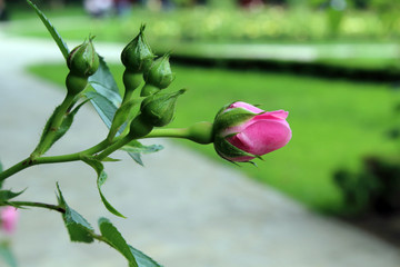 Fototapeta premium roka