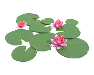 Door stickers Waterlillies 3d illustration of a water lily