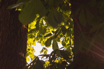 Green Tree branches chestnut between two trunks nature abstract background in sunny forest