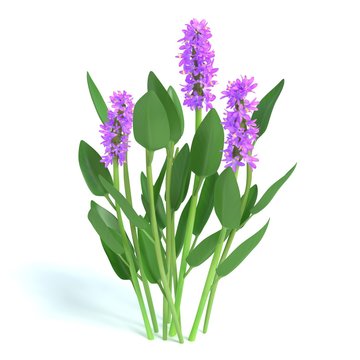 3d illustration of purple pickerel rush flowers