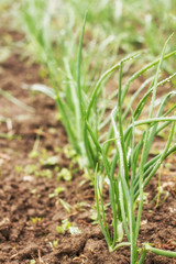 Organic Spring Onion Vegetable