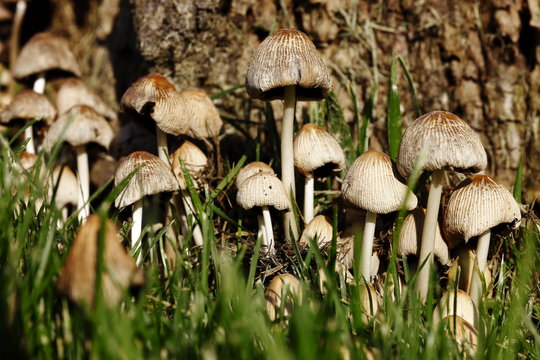  fungus - Stock Image