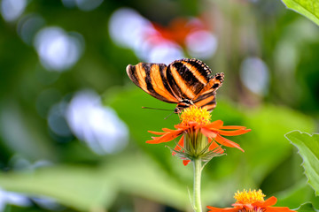 Orange Tiger Butterfly  (Dryadula phaetusa)