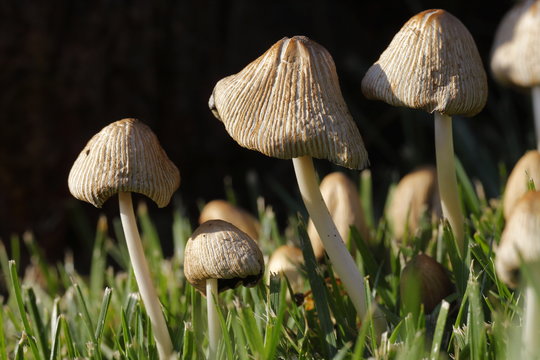  fungus - Stock Image