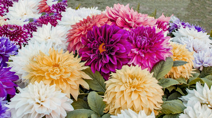 Various dahlias