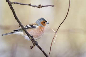 Common chaffinch