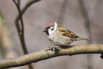 Eurasian tree sparrow
