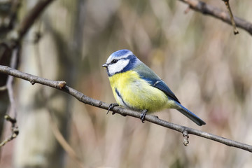Blue tit