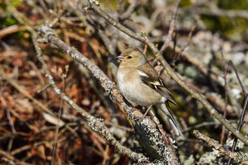 Common chaffinch