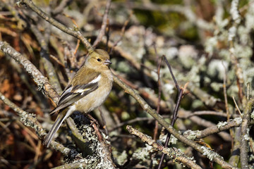 Common chaffinch