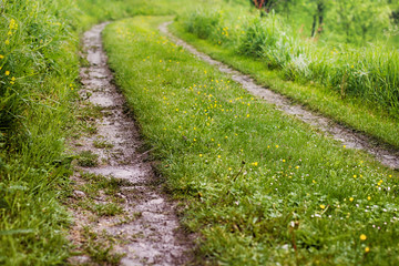 Rural Way Springtime