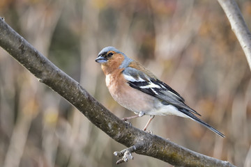 Common chaffinch