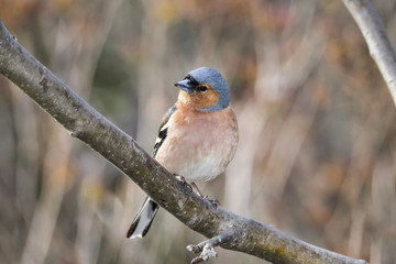 Common chaffinch