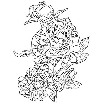 Vector black and white ink sketch peonies