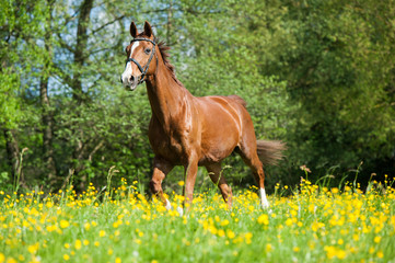 Reitpferd © DoraZett