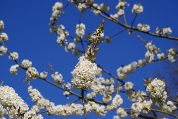 Kirschblüten