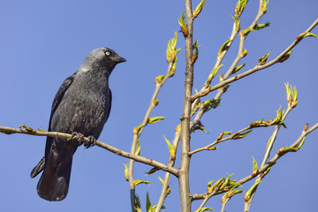 Western jackdaw