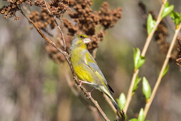 Greenfinch