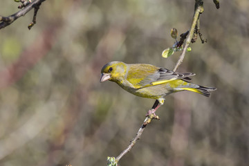 Greenfinch
