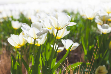 White tulip flowers under bright sunlight