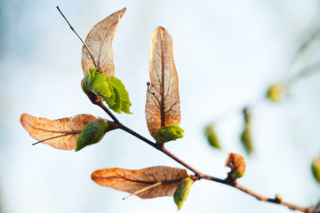 Fresh new green tree leaves growing near old