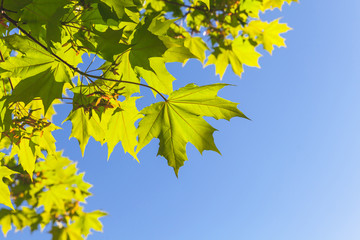 Fototapeta na wymiar Green maple leaves over blue sky background