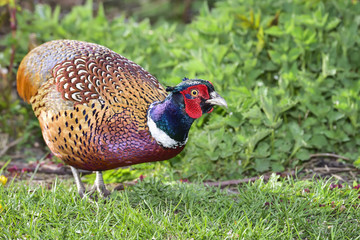 Common pheasant