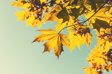 Obraz na płótnie Canvas Bright yellow red autumn maple leaves, retro