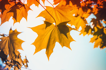 Yellow red autumn maple leaves over blue sky